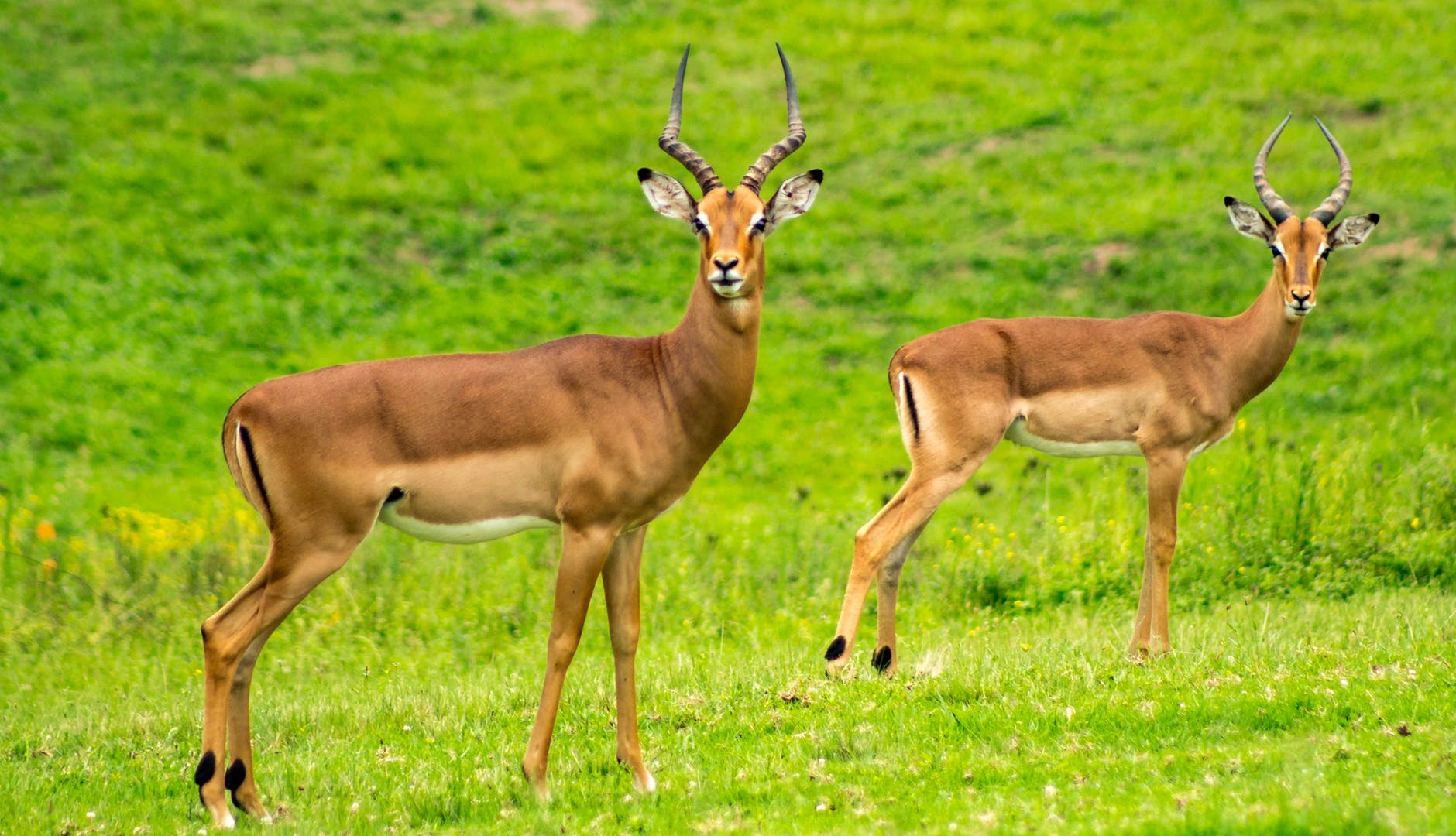 animals antelope close up deers